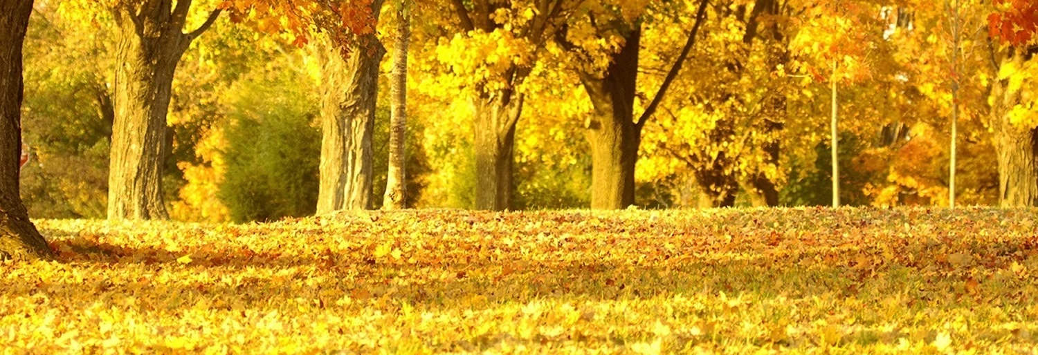 Trees in Autumn